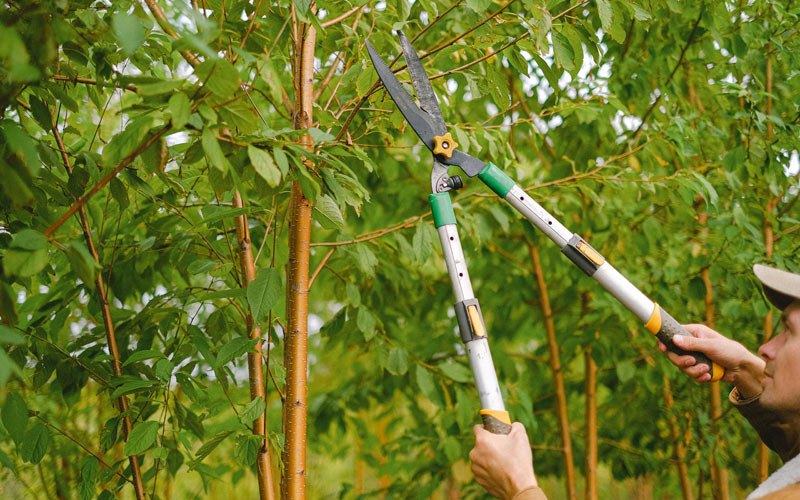 Tree trimming crew working in Idaho