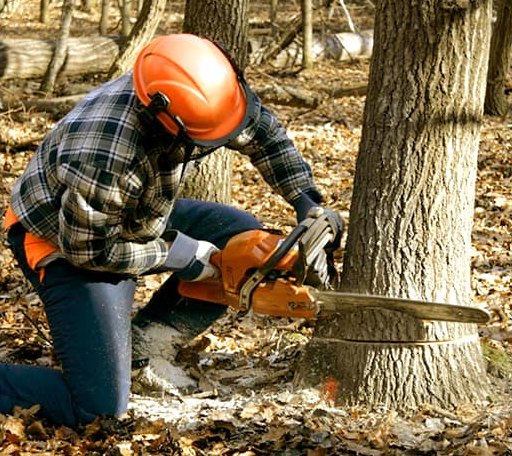 Arborist assessing tree health in Idaho